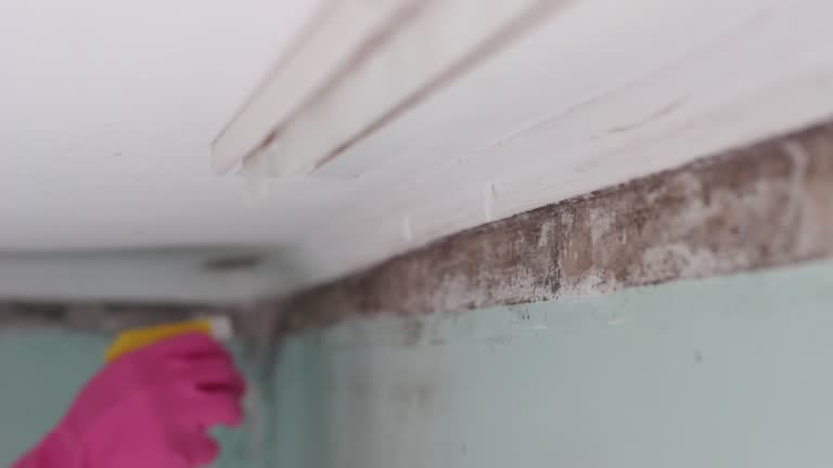 Mold Odor Removal Services in High Ridge, MO